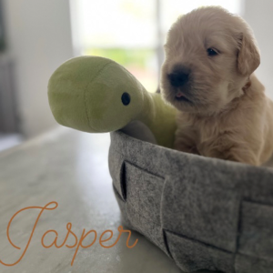 Puppies Golden Retriever 11