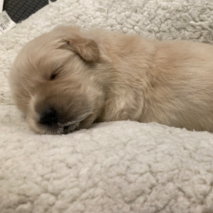 Puppies Golden Retriever 12