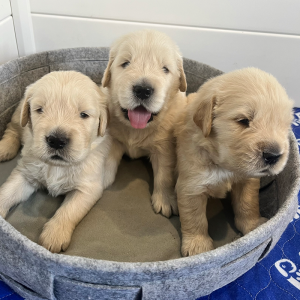 Puppies Golden Retriever 20