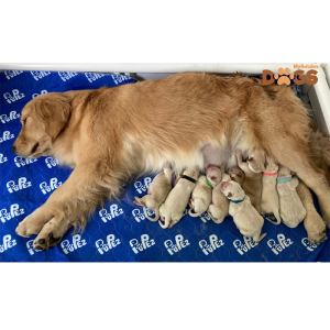 Puppies Golden Retriever 22