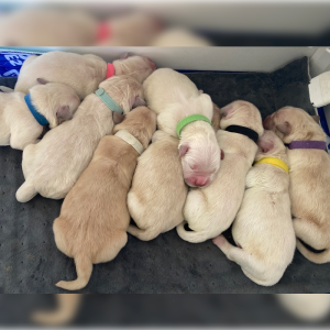 Puppies Golden Retriever 25