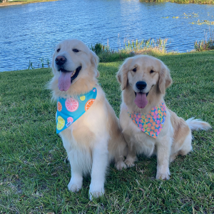 Puppies Golden Retriever 5